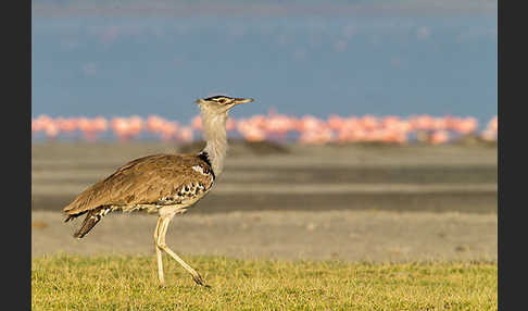 Zwergflamingo (Phoeniconaias minor)