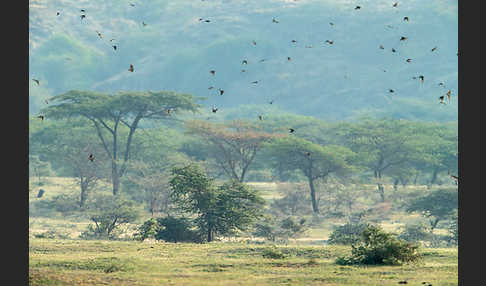 Rauchschwalbe (Hirundo rustica)