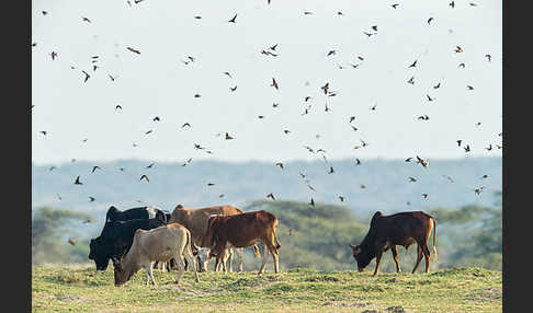 Rauchschwalbe (Hirundo rustica)