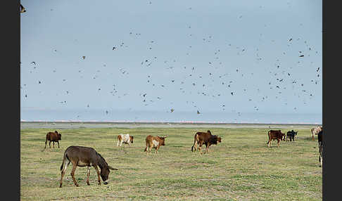 Hausesel (Equus asinus)