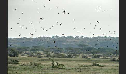 Rauchschwalbe (Hirundo rustica)