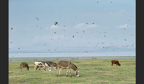 Hausesel (Equus asinus)