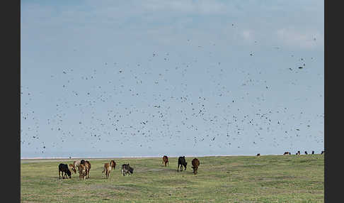 Rauchschwalbe (Hirundo rustica)