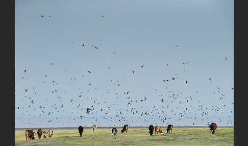 Rauchschwalbe (Hirundo rustica)