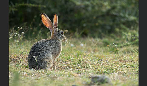 Kaphase (Lepus capensis)