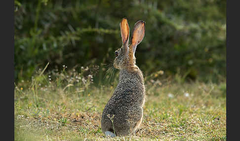 Kaphase (Lepus capensis)