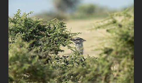 Riesentrappe (Ardeotis kori)