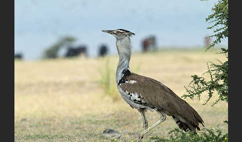 Riesentrappe (Ardeotis kori)