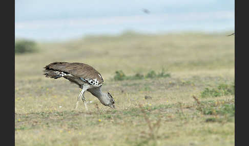 Riesentrappe (Ardeotis kori)