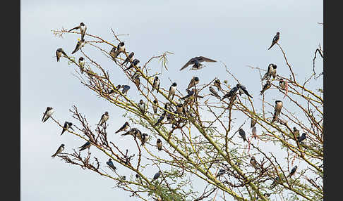 Rauchschwalbe (Hirundo rustica)