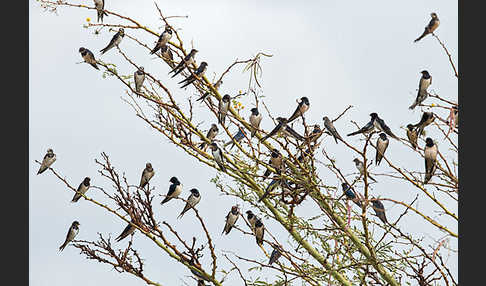 Rauchschwalbe (Hirundo rustica)