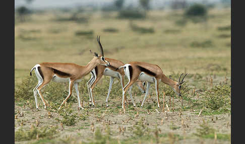 Grant-Gazelle (Nanger spec.)