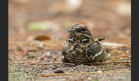 Kurzschleppen-Nachtschwalbe (Caprimulgus clarus)