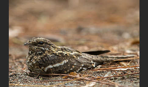 Kurzschleppen-Nachtschwalbe (Caprimulgus clarus)