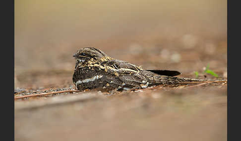 Kurzschleppen-Nachtschwalbe (Caprimulgus clarus)