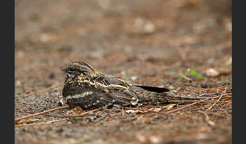 Kurzschleppen-Nachtschwalbe (Caprimulgus clarus)