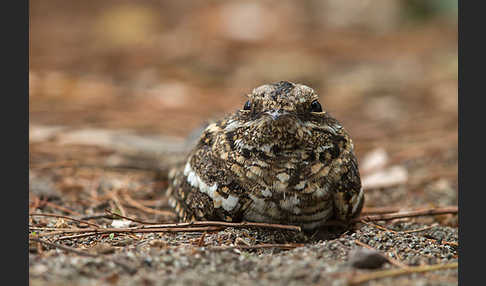 Kurzschleppen-Nachtschwalbe (Caprimulgus clarus)