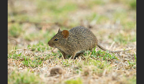 Nilgrasratte (Arvicanthis niloticus)