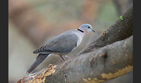 Gurrtaube (Streptopelia capicola)