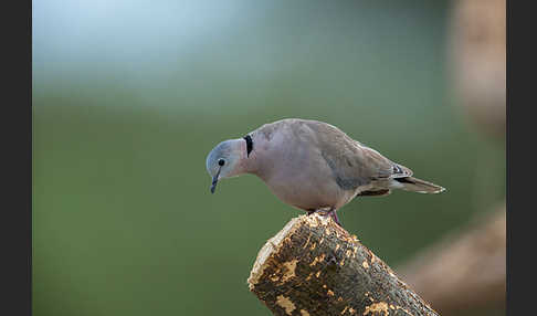 Gurrtaube (Streptopelia capicola)