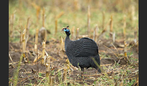 Helmperlhuhn (Numida meleagris)