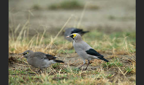 Lappenstar (Creatophora cinerea)