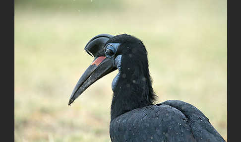 Sudanhornrabe (Bucorvus abyssinicus)