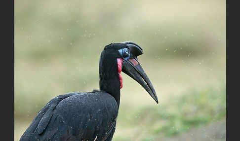 Sudanhornrabe (Bucorvus abyssinicus)