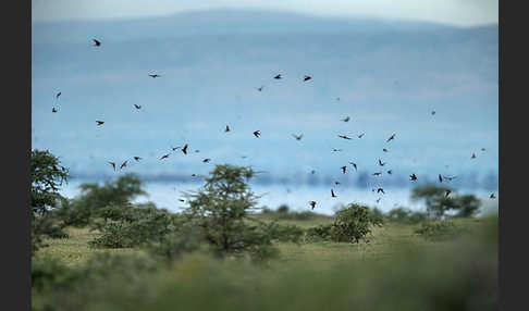 Rauchschwalbe (Hirundo rustica)