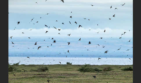 Rauchschwalbe (Hirundo rustica)