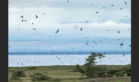 Rauchschwalbe (Hirundo rustica)