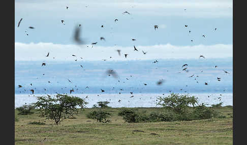 Rauchschwalbe (Hirundo rustica)