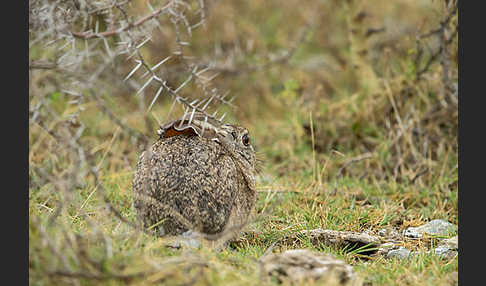 Kaphase (Lepus capensis)