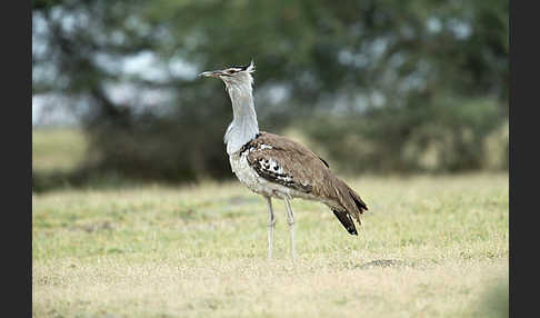 Riesentrappe (Ardeotis kori)