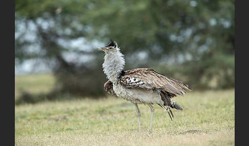 Riesentrappe (Ardeotis kori)