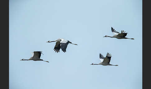 Kranich (Grus grus)