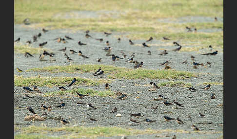 Rauchschwalbe (Hirundo rustica)