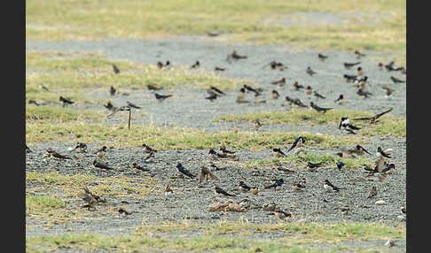 Rauchschwalbe (Hirundo rustica)