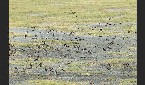 Rauchschwalbe (Hirundo rustica)