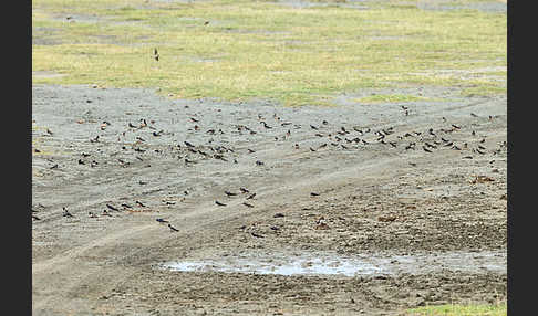 Rauchschwalbe (Hirundo rustica)