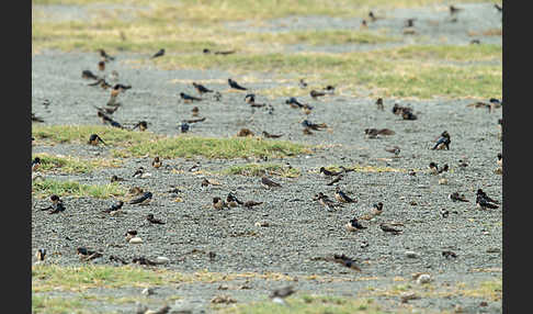 Rauchschwalbe (Hirundo rustica)