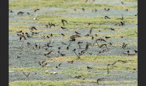 Rauchschwalbe (Hirundo rustica)