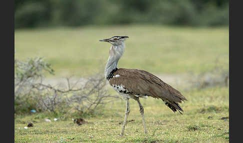 Riesentrappe (Ardeotis kori)