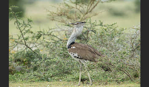 Riesentrappe (Ardeotis kori)