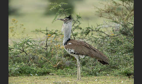 Riesentrappe (Ardeotis kori)