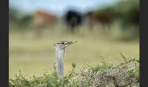 Riesentrappe (Ardeotis kori)