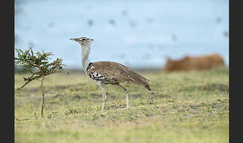 Riesentrappe (Ardeotis kori)