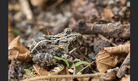 Pantherkröte (Amietophrynus regularis)