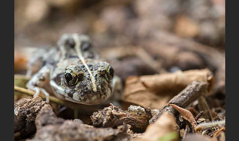 Pantherkröte (Amietophrynus regularis)