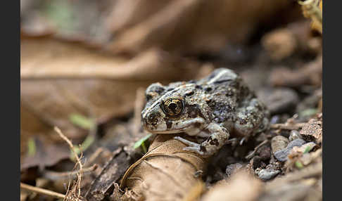 Pantherkröte (Amietophrynus regularis)